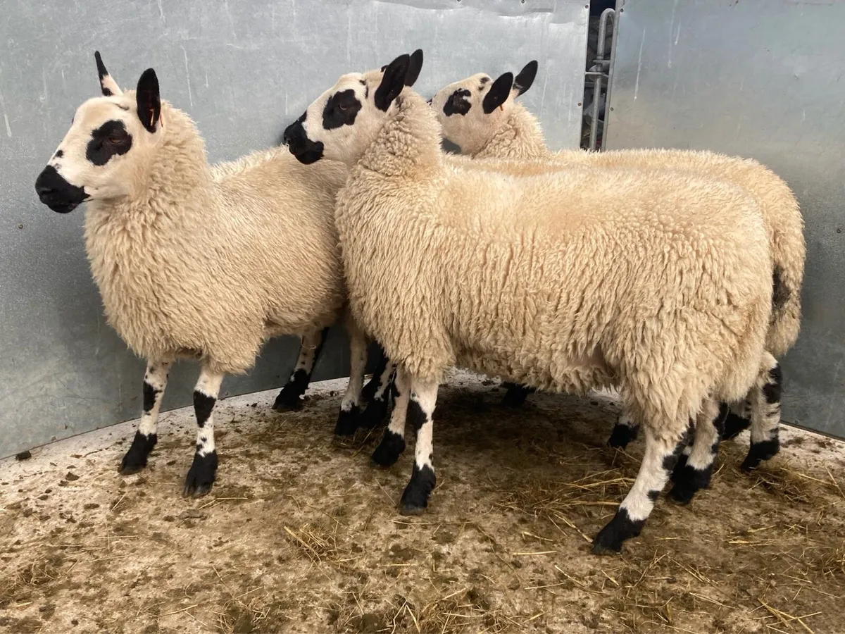 Kerry Hill & Jacob Ewe Lambs - Image 4