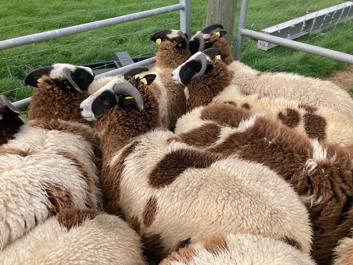 Jacob Ewe Lambs - Image 3