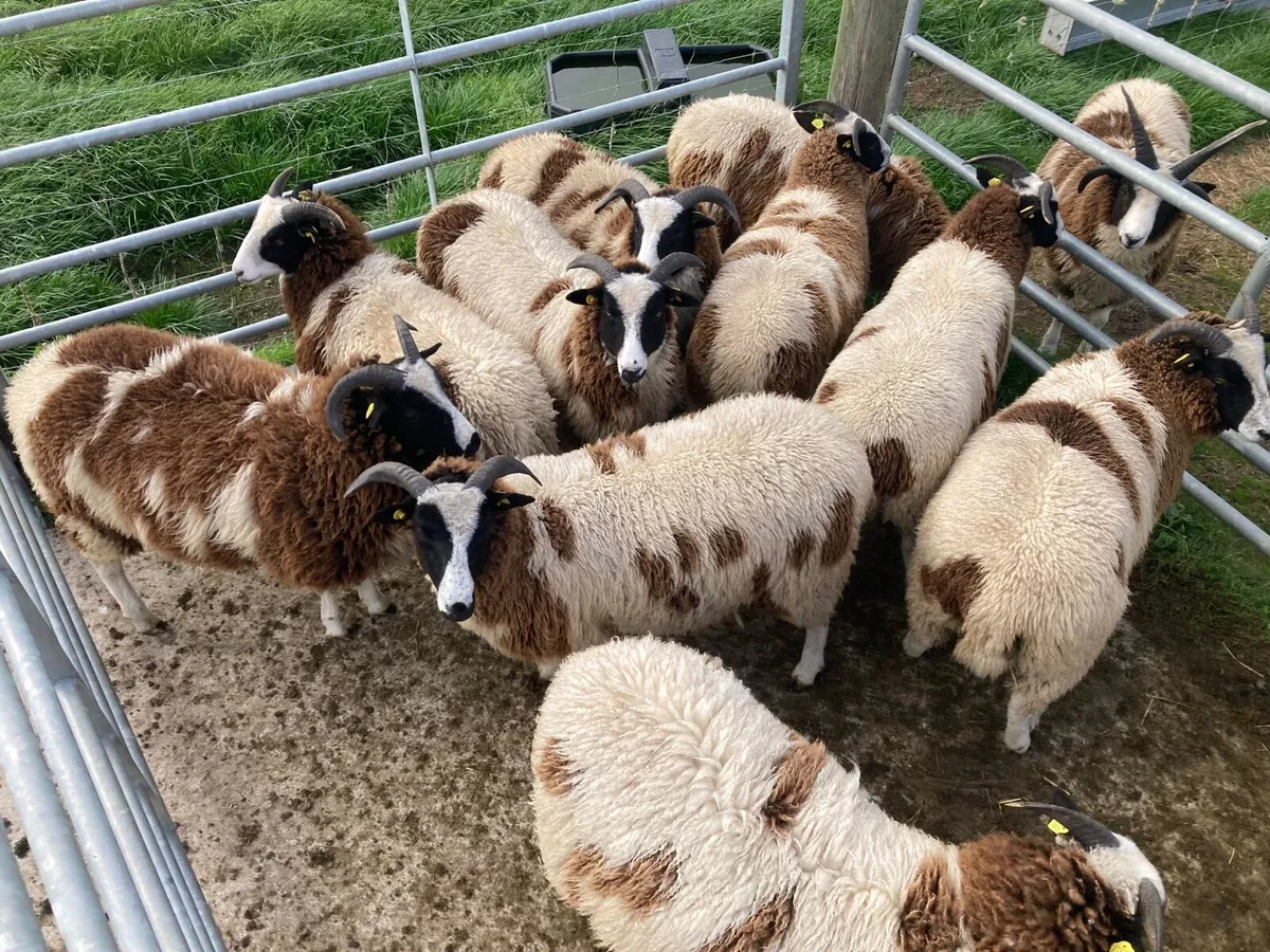 Jacob Ewe Lambs - Image 4