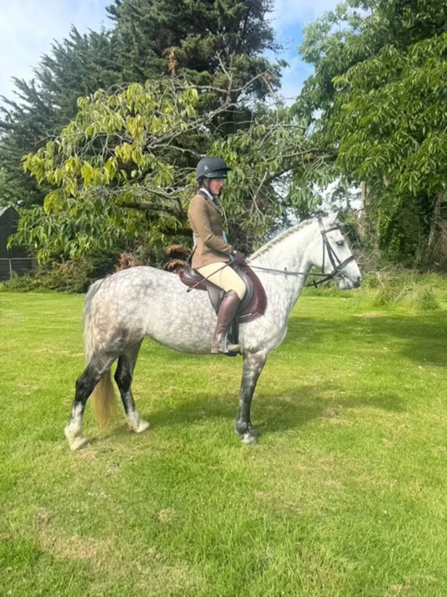 Connie X Mare 5 yr old. - Image 1