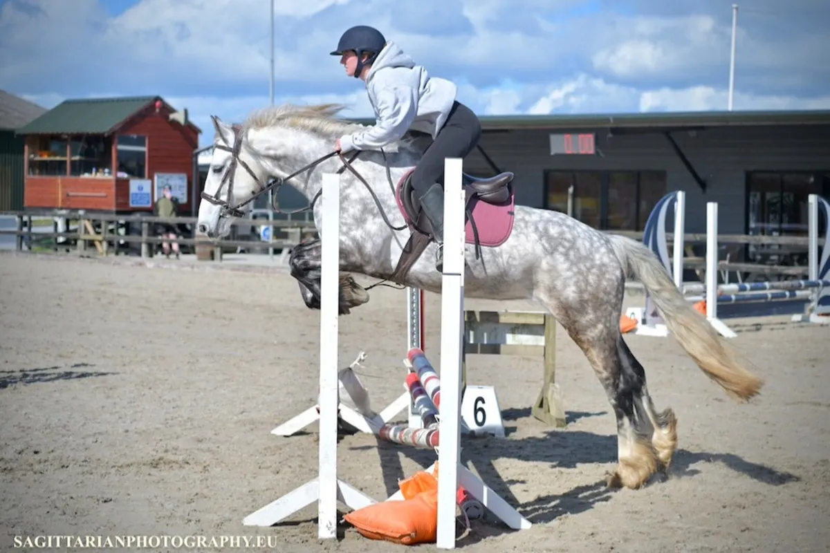 Connie X Mare 5 yr old. - Image 2