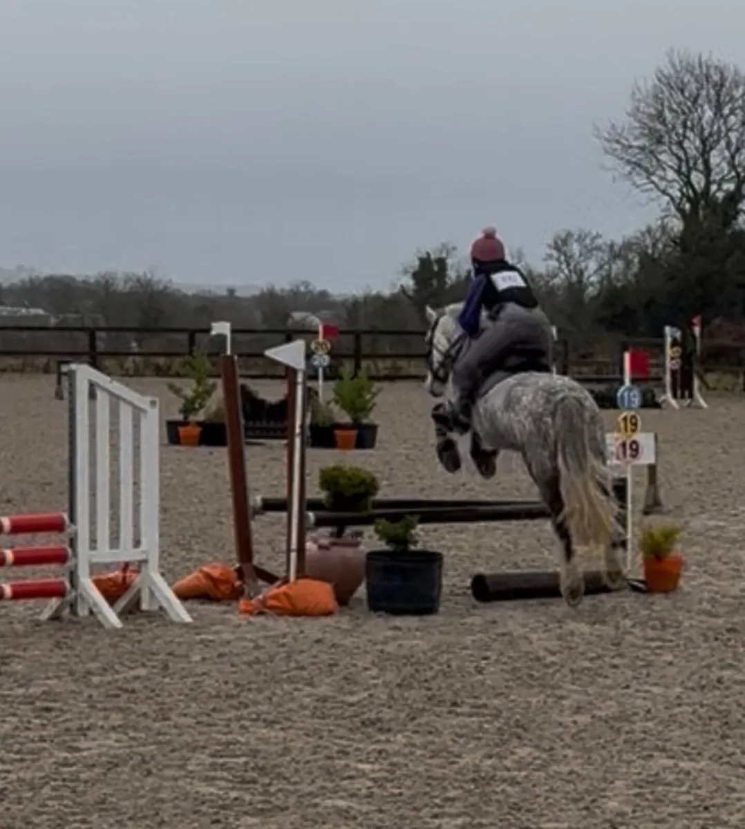 Connie X Mare 5 yr old. - Image 3