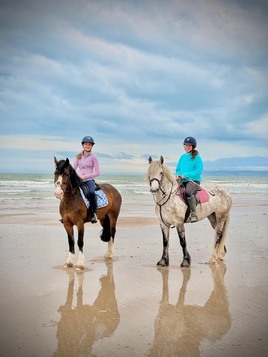 Connie X Mare 5 yr old. - Image 4