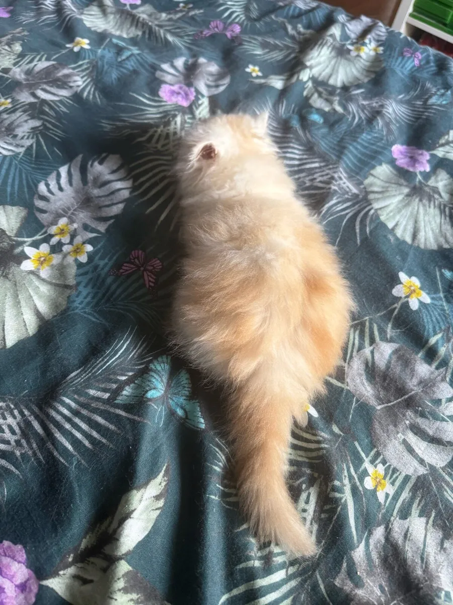 Persian Kittens - Image 3