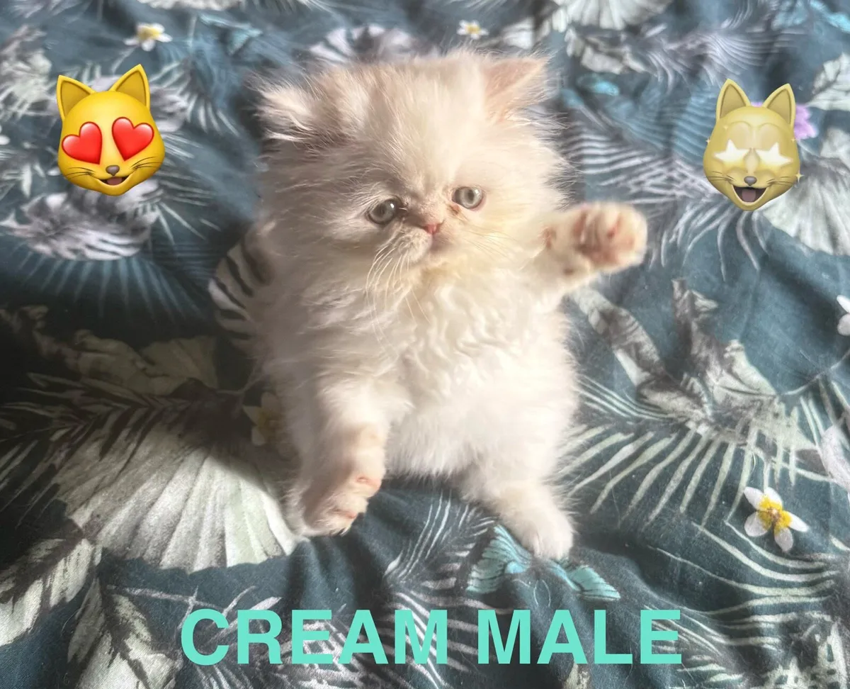 Persian Kittens - Image 1