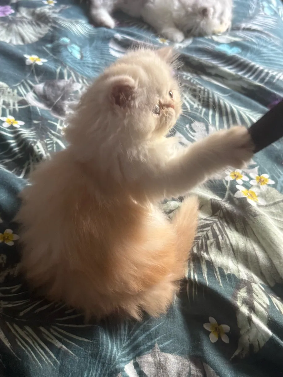 Persian Kittens - Image 2