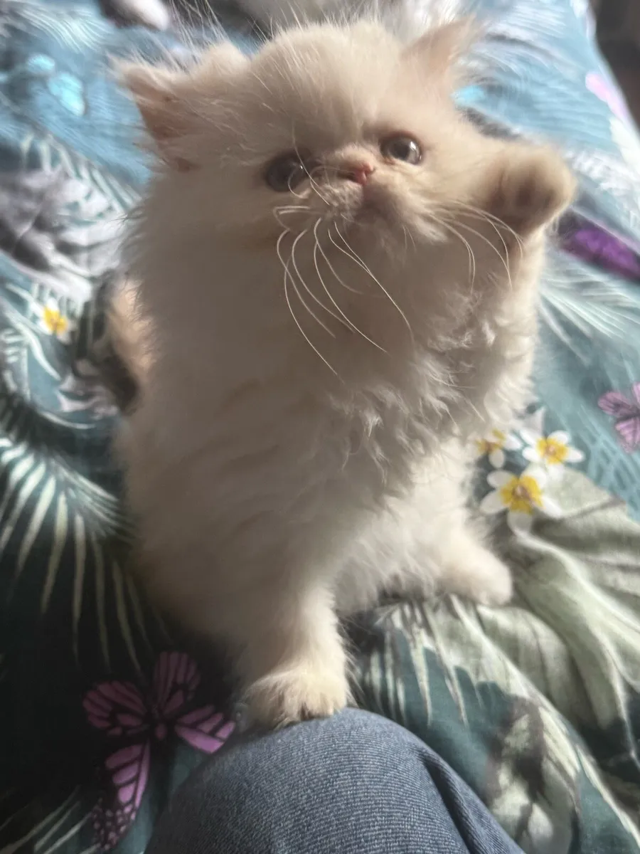 Persian Kittens - Image 4