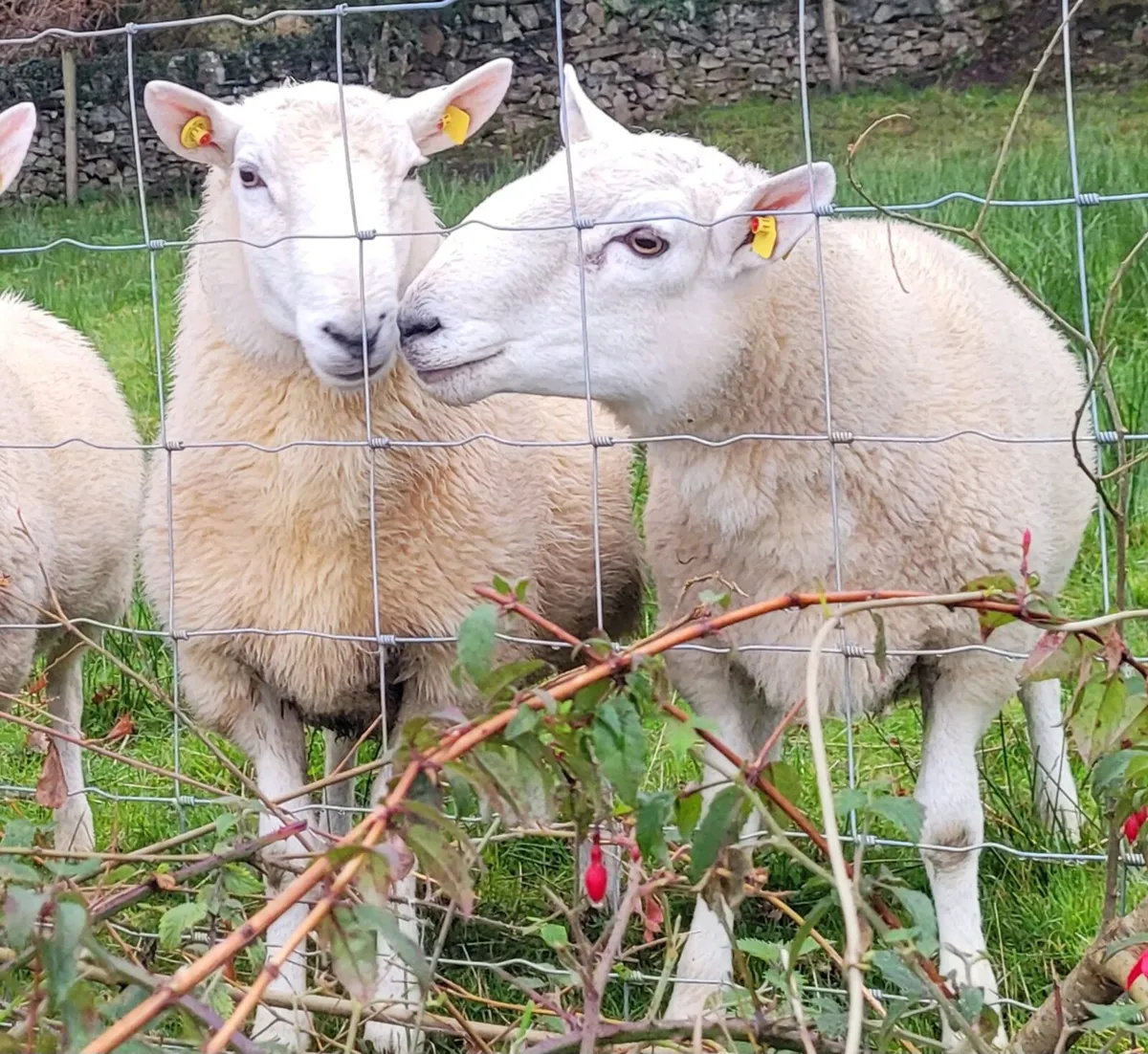Cheviot Rams - Image 1