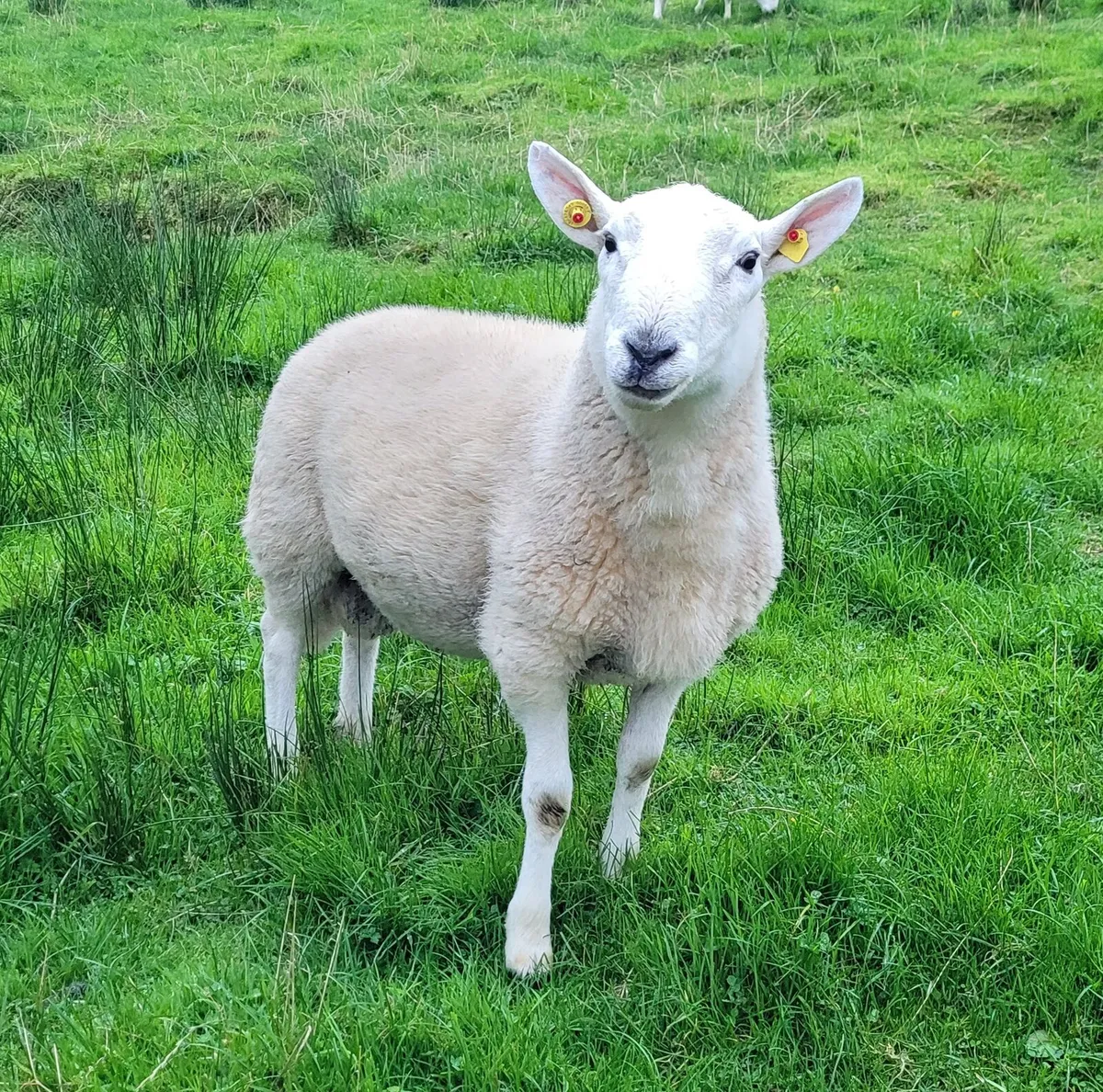 Cheviot Rams - Image 2