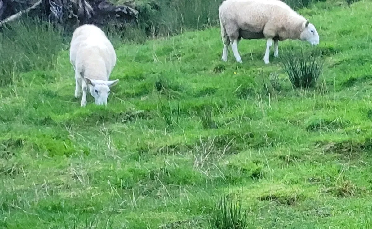 Cheviot Rams - Image 3