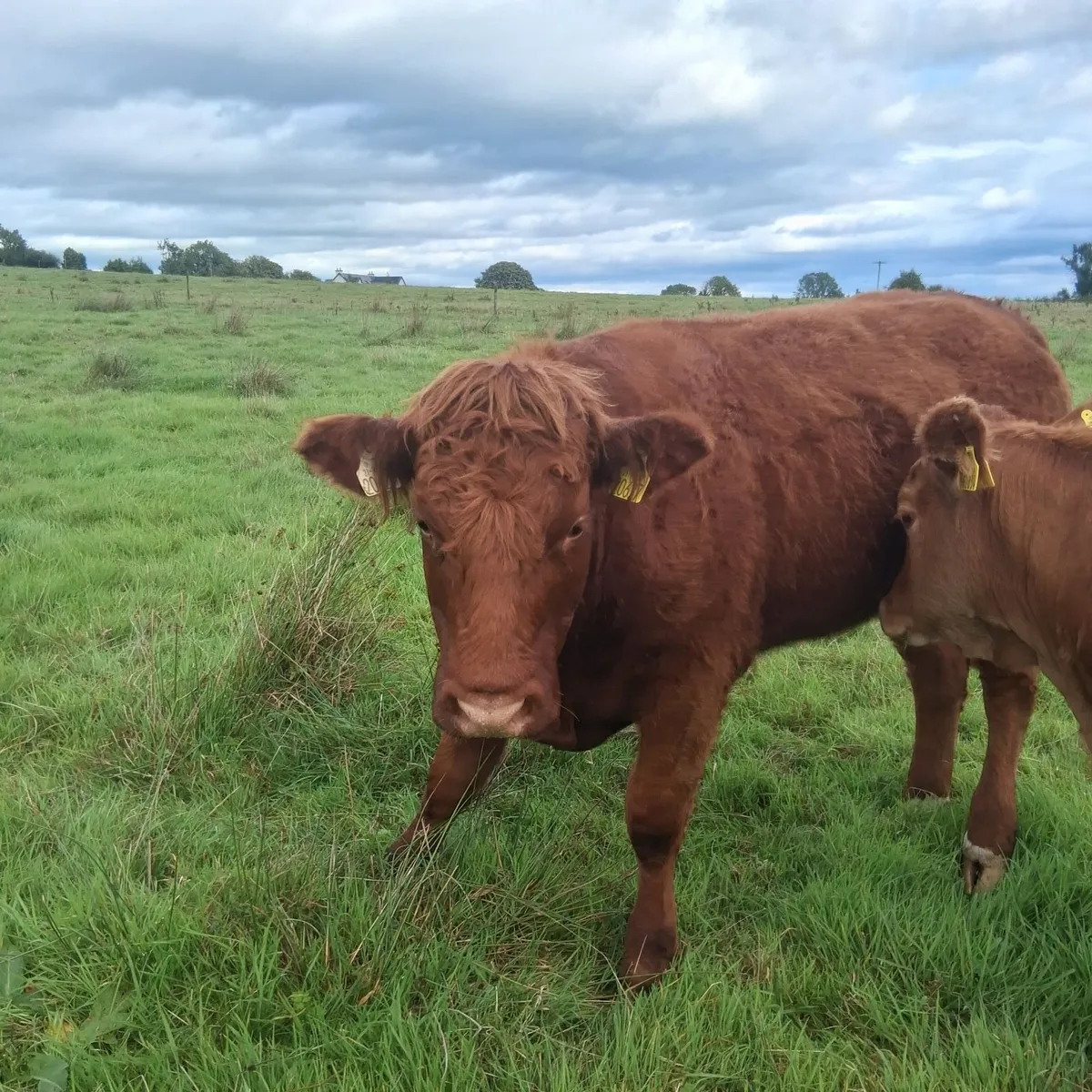 Heifers Templemore Mart 17th Sept - Image 2