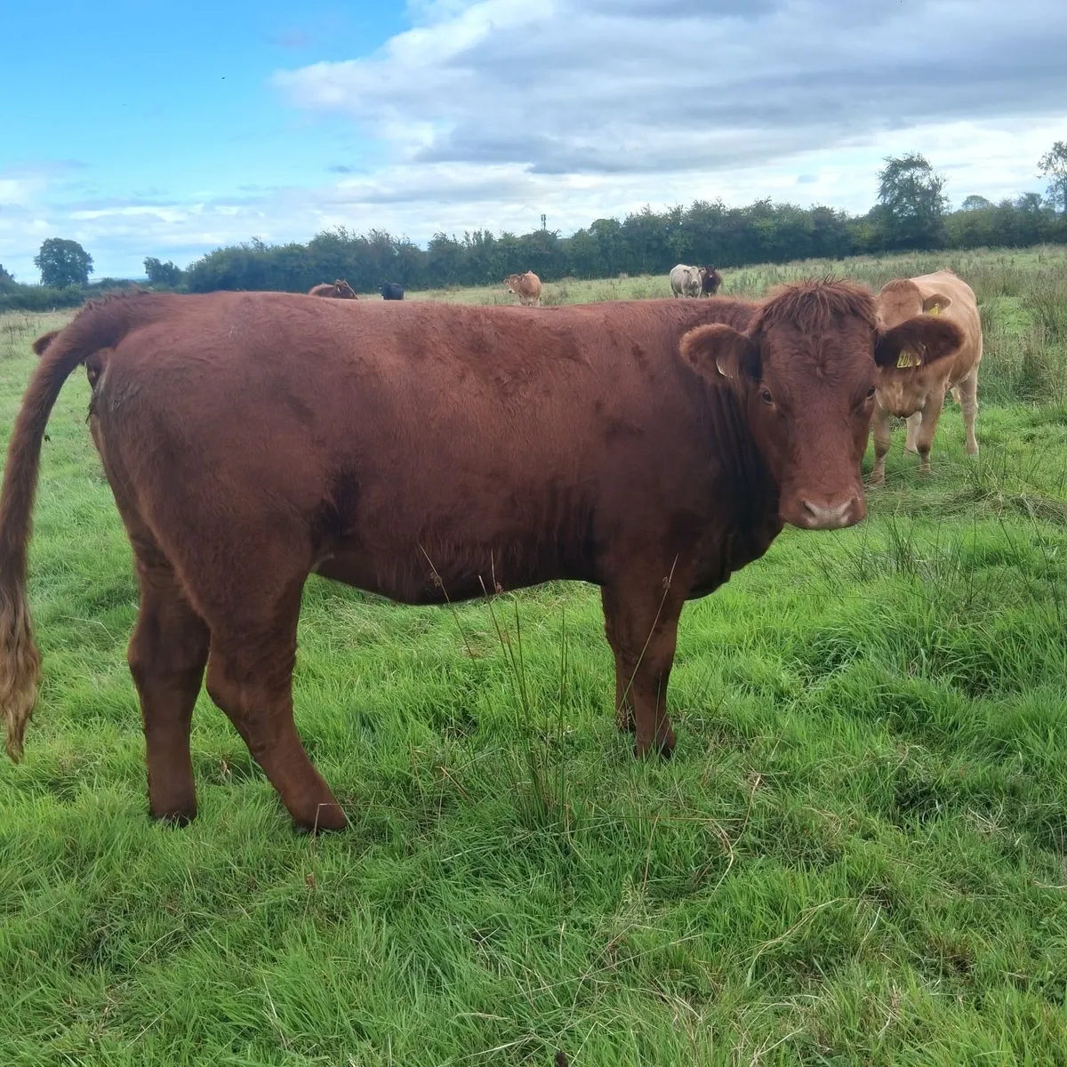 Heifers Templemore Mart 17th Sept - Image 3