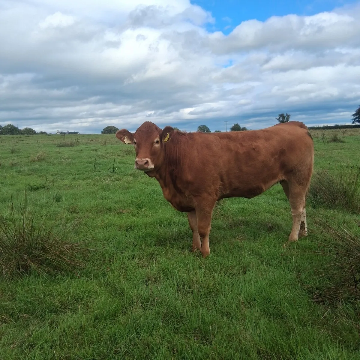 Heifers Templemore Mart 17th Sept - Image 1