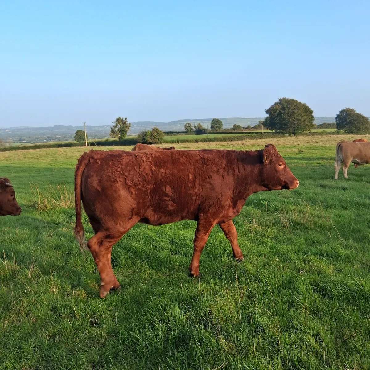 Heifers Templemore Mart 17th Sept - Image 4