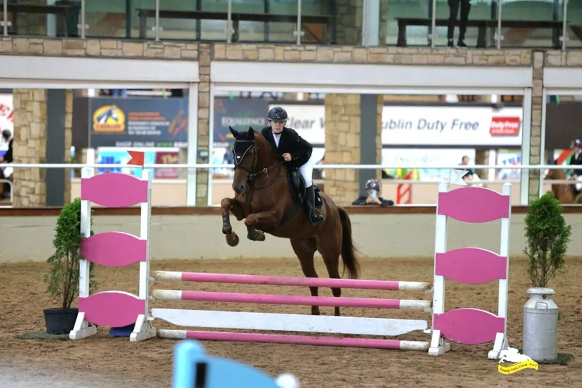 6yr old Gelding - Image 1