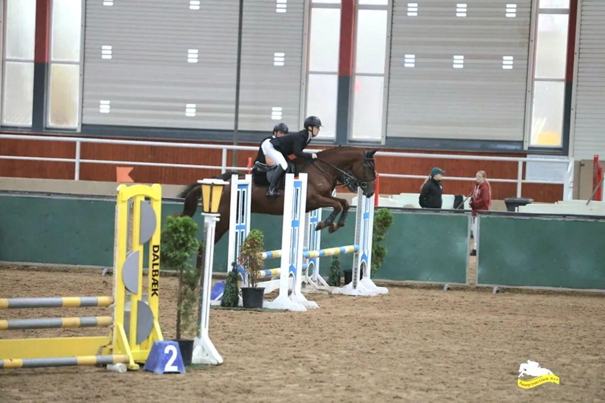 6yr old Gelding - Image 2