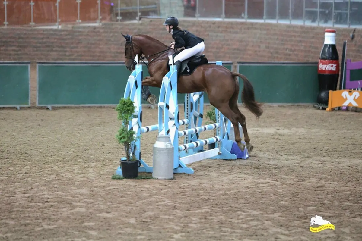 6yr old Gelding - Image 3