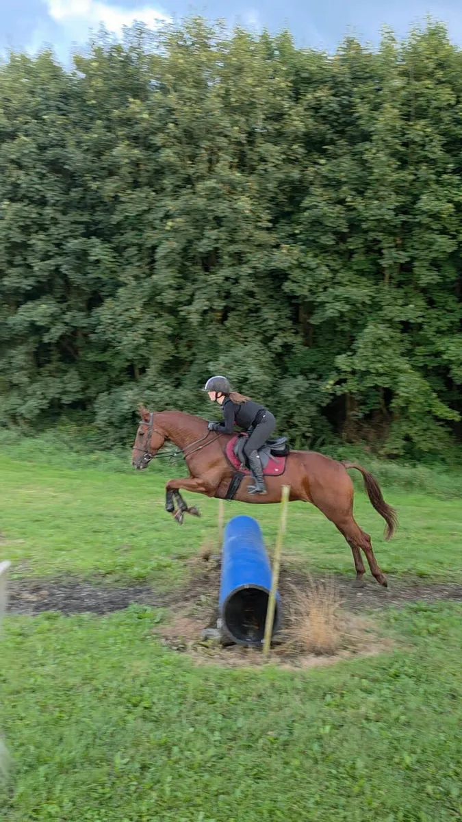 6yr old Gelding - Image 4