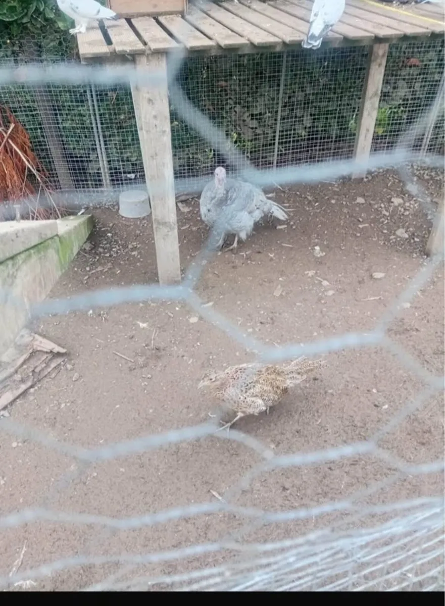 Fowl - Image 2
