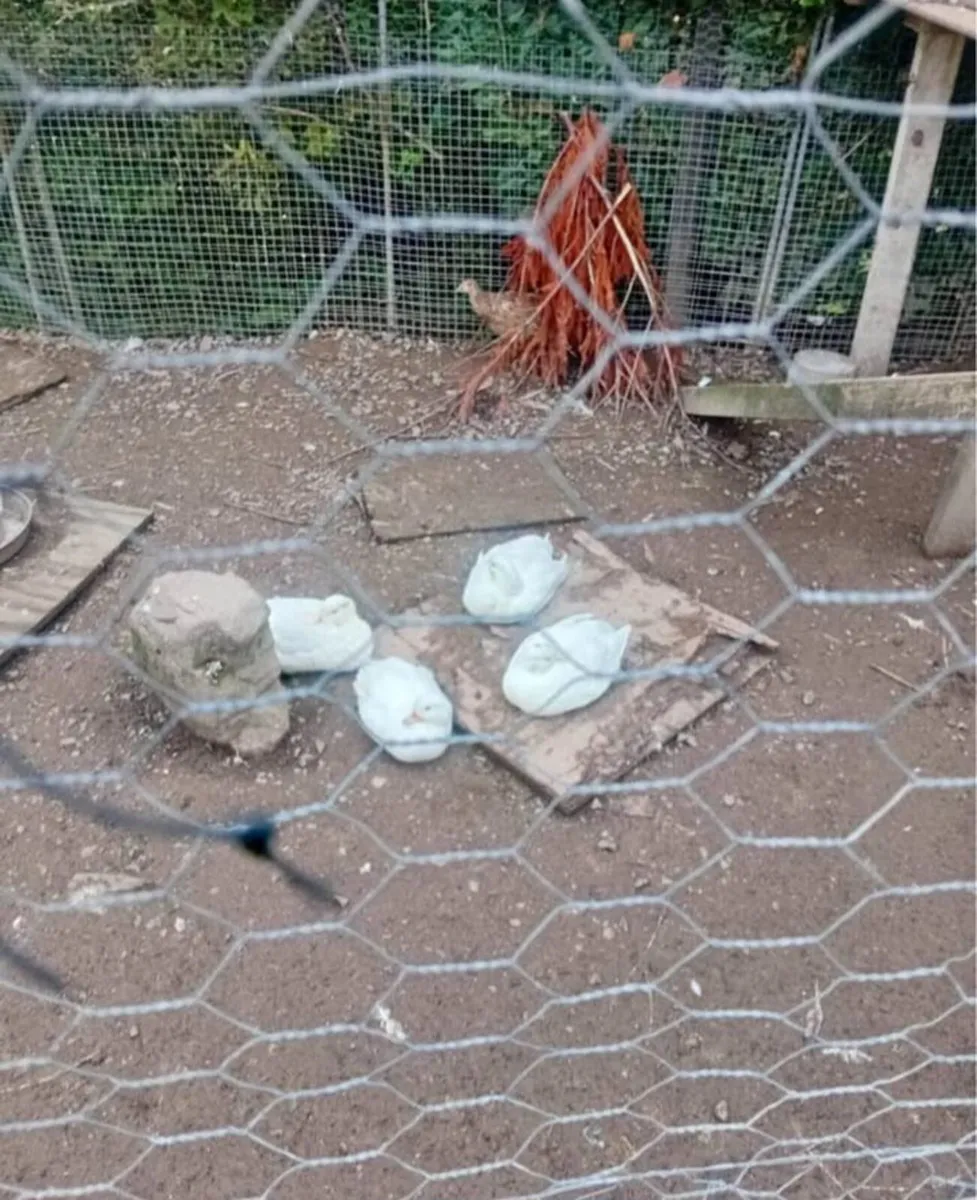 Fowl - Image 1