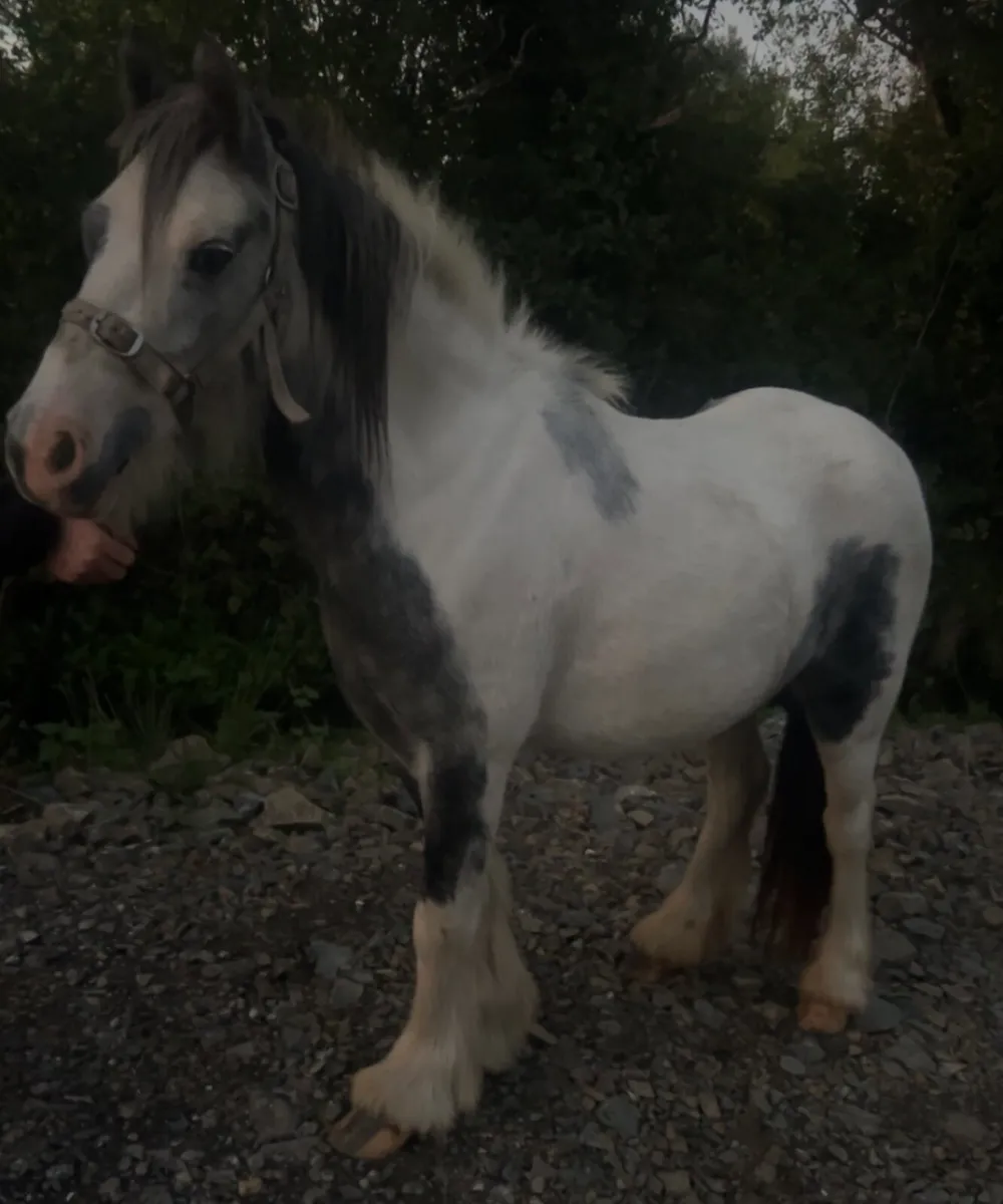 Filly - Image 1