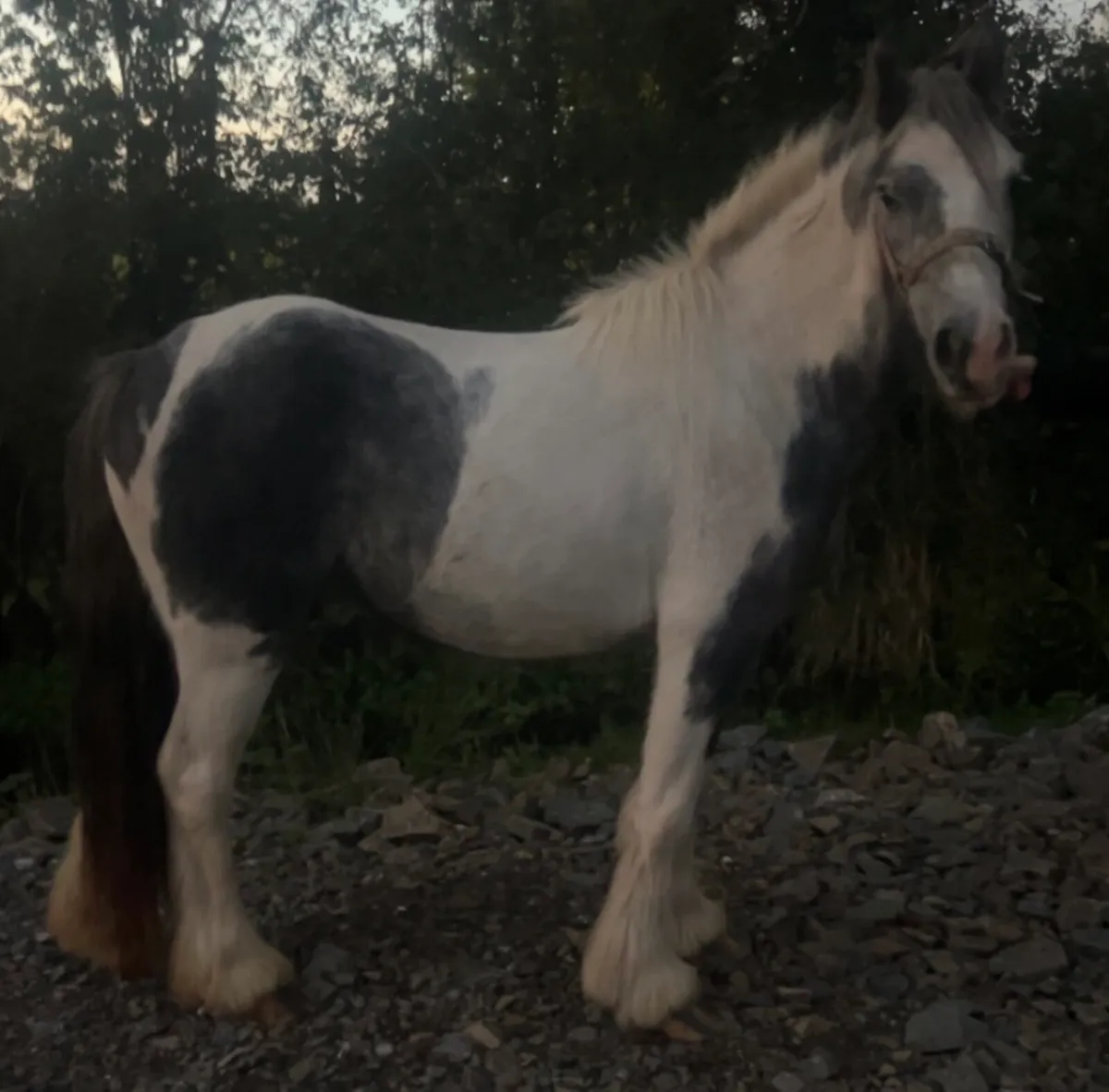 Filly - Image 2