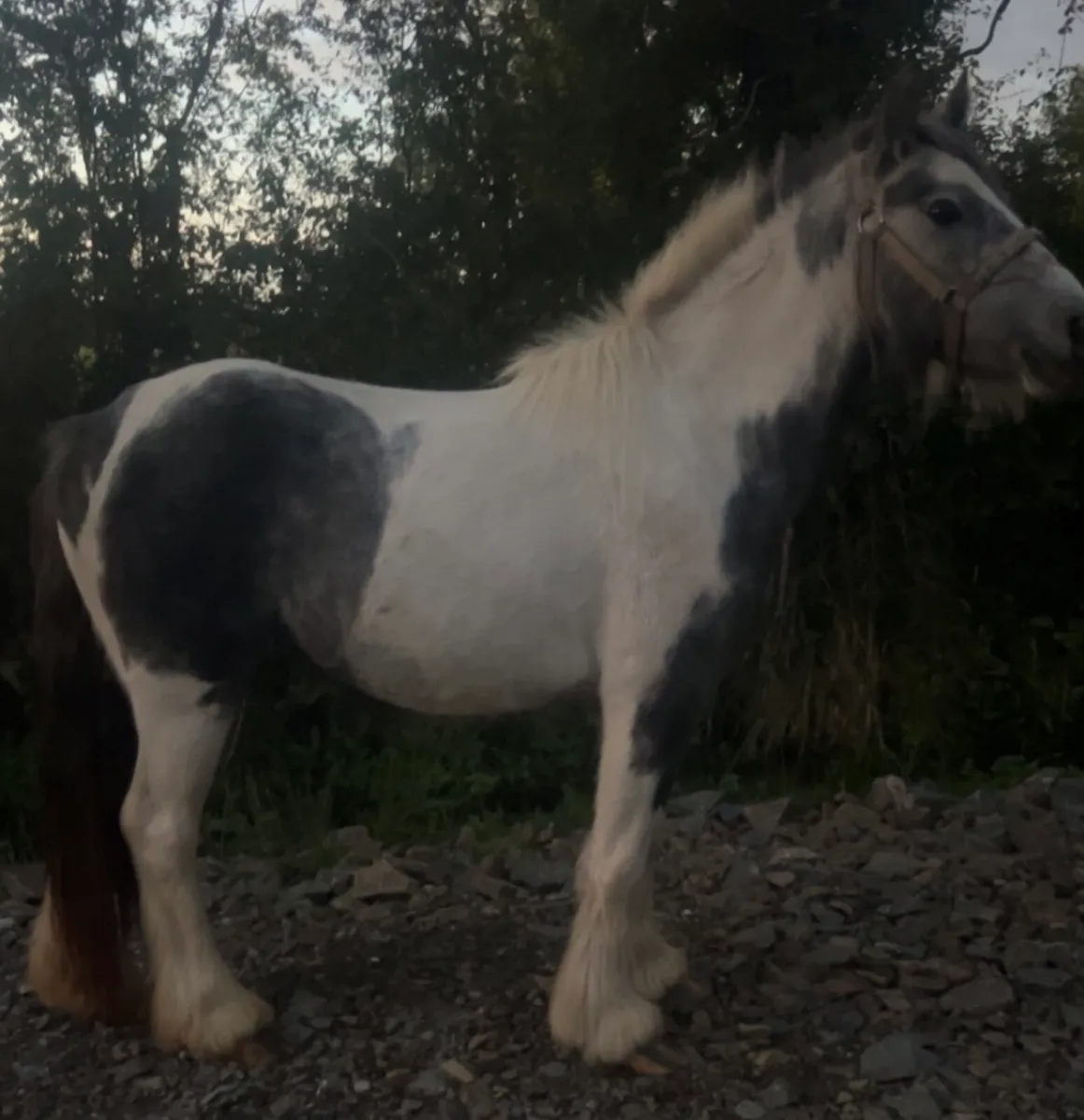 Filly - Image 3