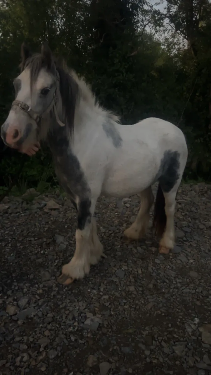 Filly - Image 4