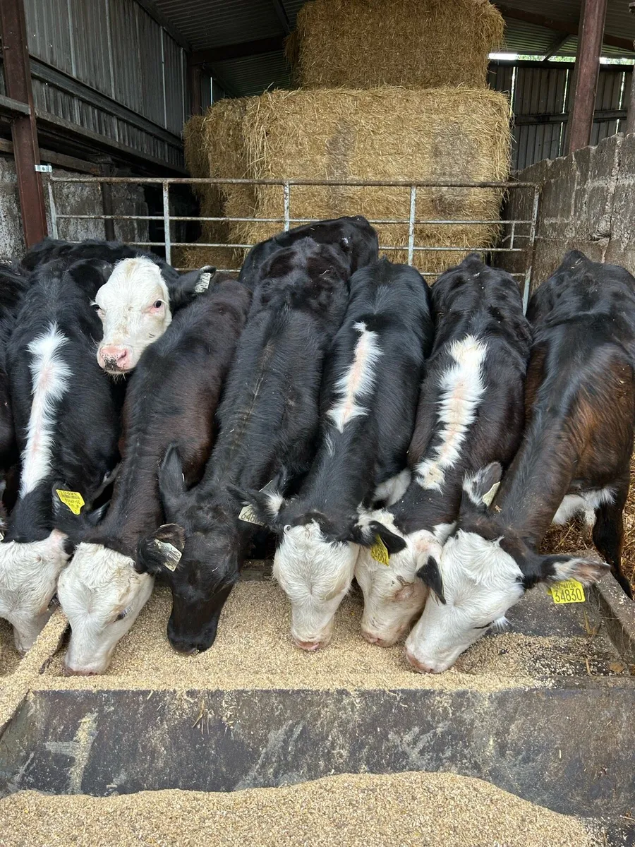 Heifers - Image 1