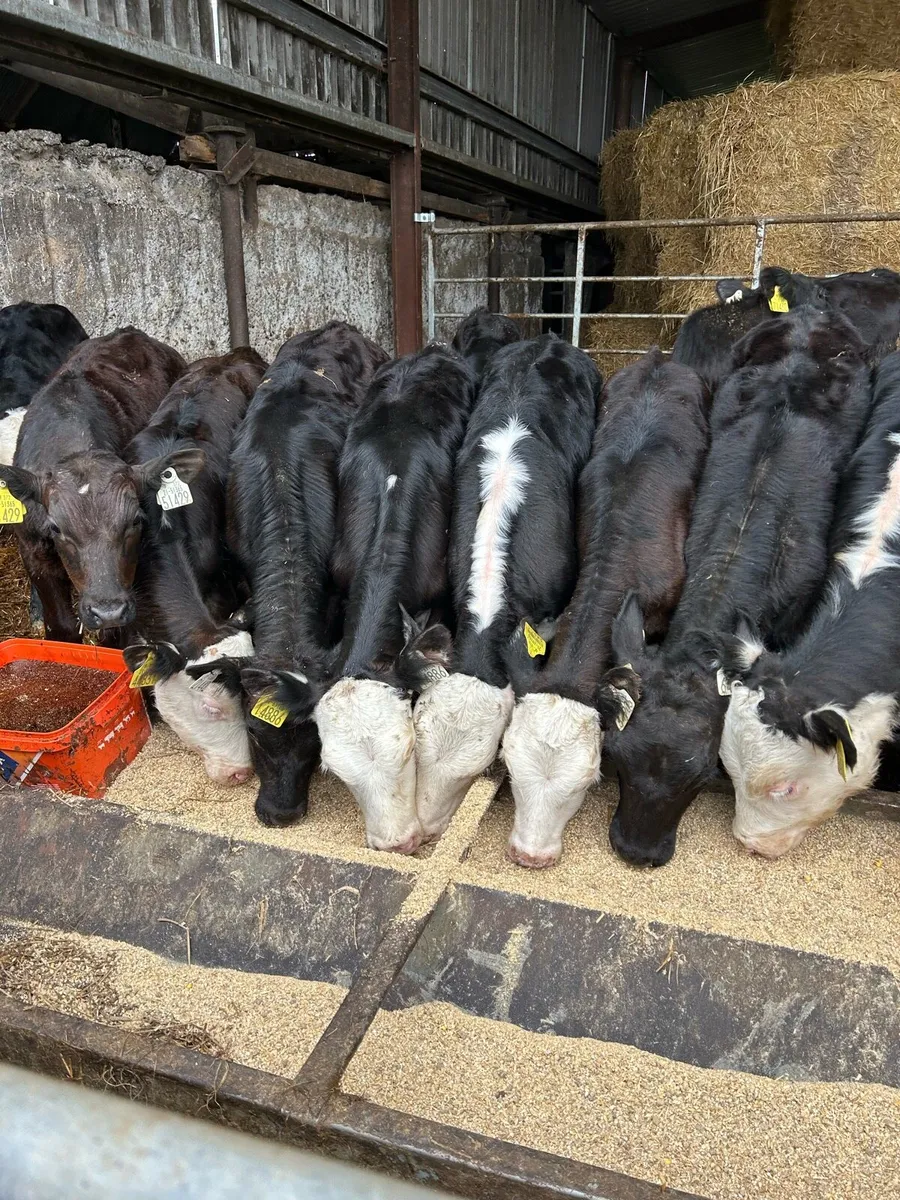 Heifers - Image 2
