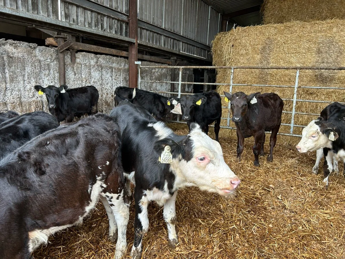 Heifers - Image 3