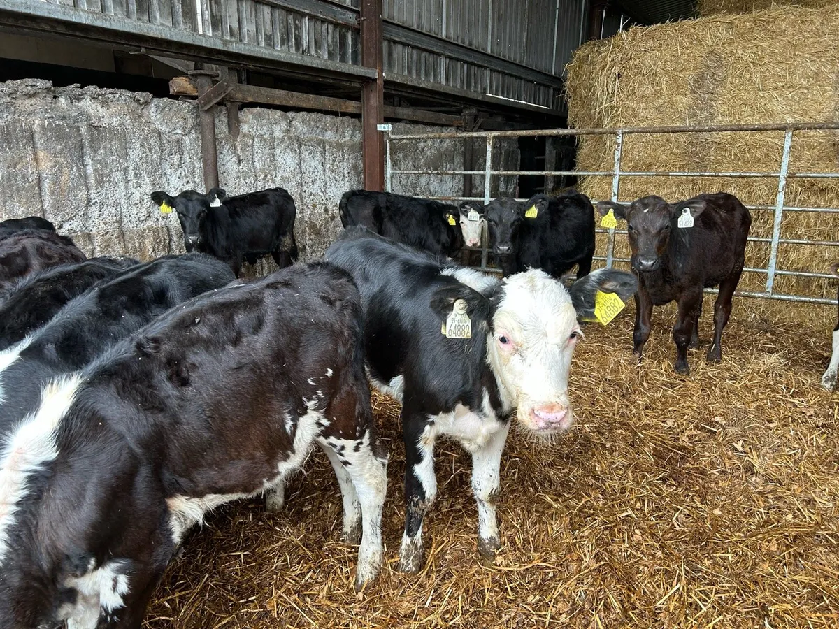 Heifers - Image 4