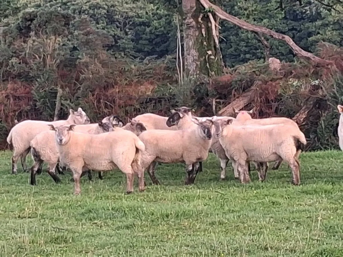ROSCREA MART TOMORROW 16TH SEPTEMBER - Image 2
