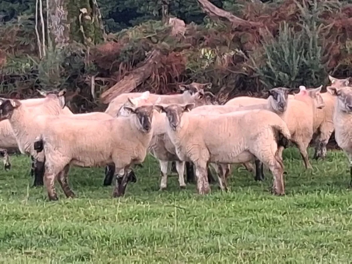 ROSCREA MART TOMORROW 16TH SEPTEMBER - Image 3