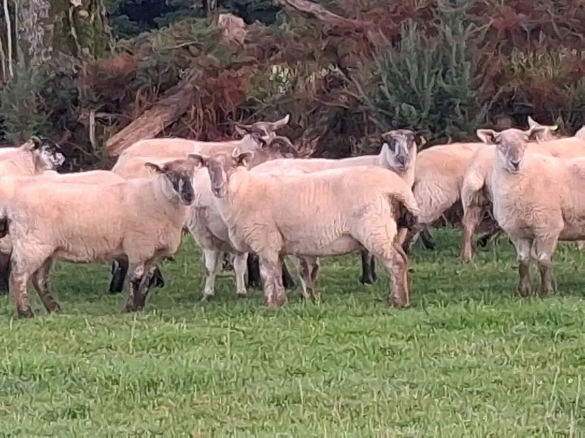 ROSCREA MART TOMORROW 16TH SEPTEMBER - Image 4