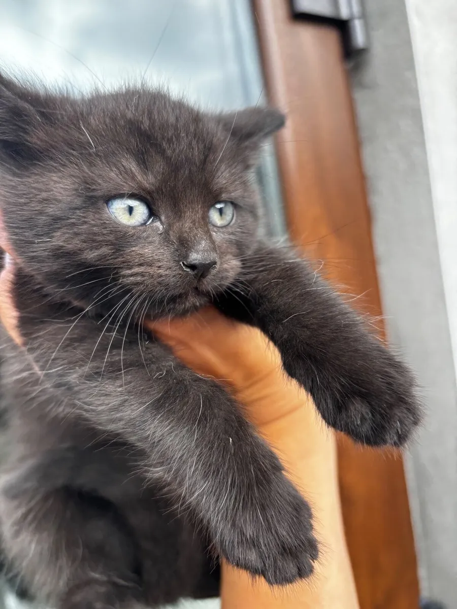 Kittens - Image 4