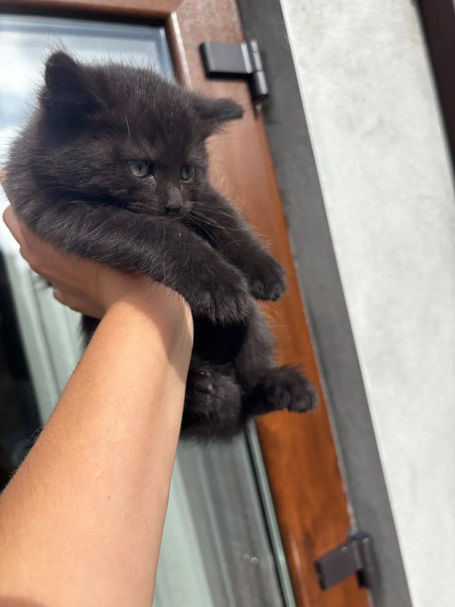 Kittens - Image 1