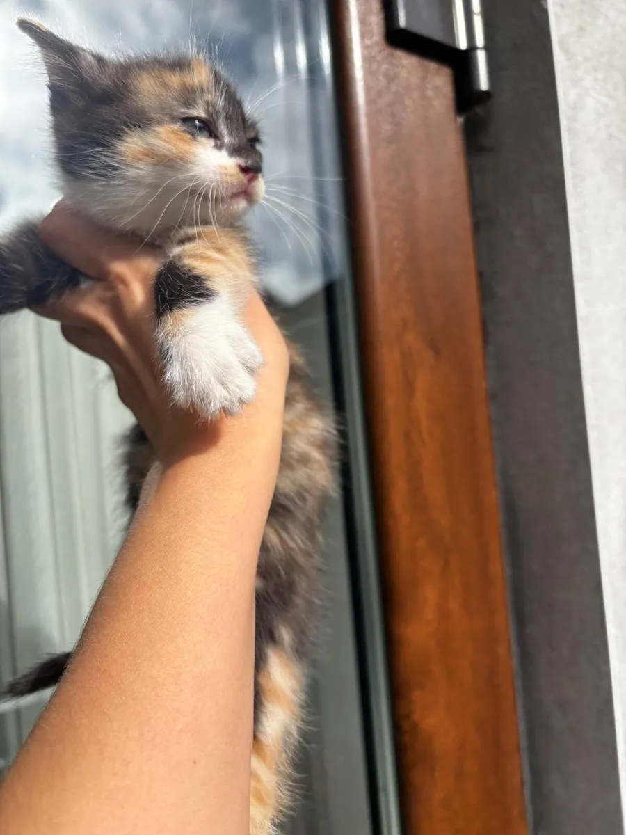 Kittens - Image 2