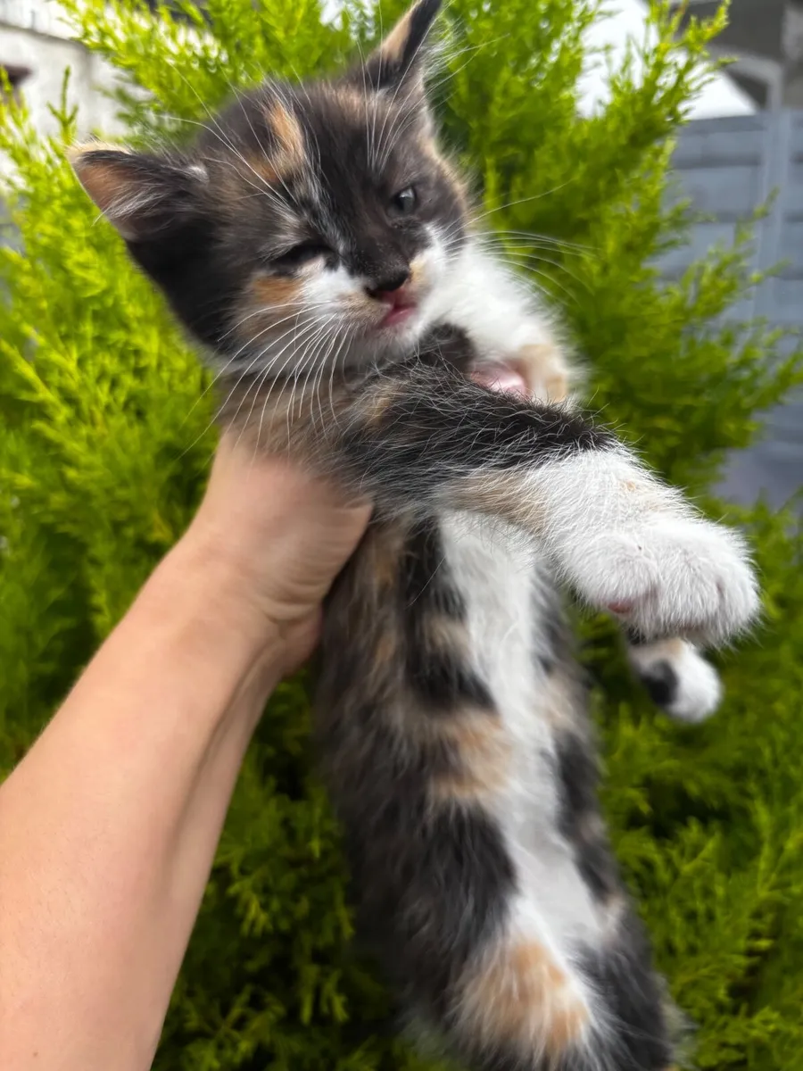Kittens - Image 3