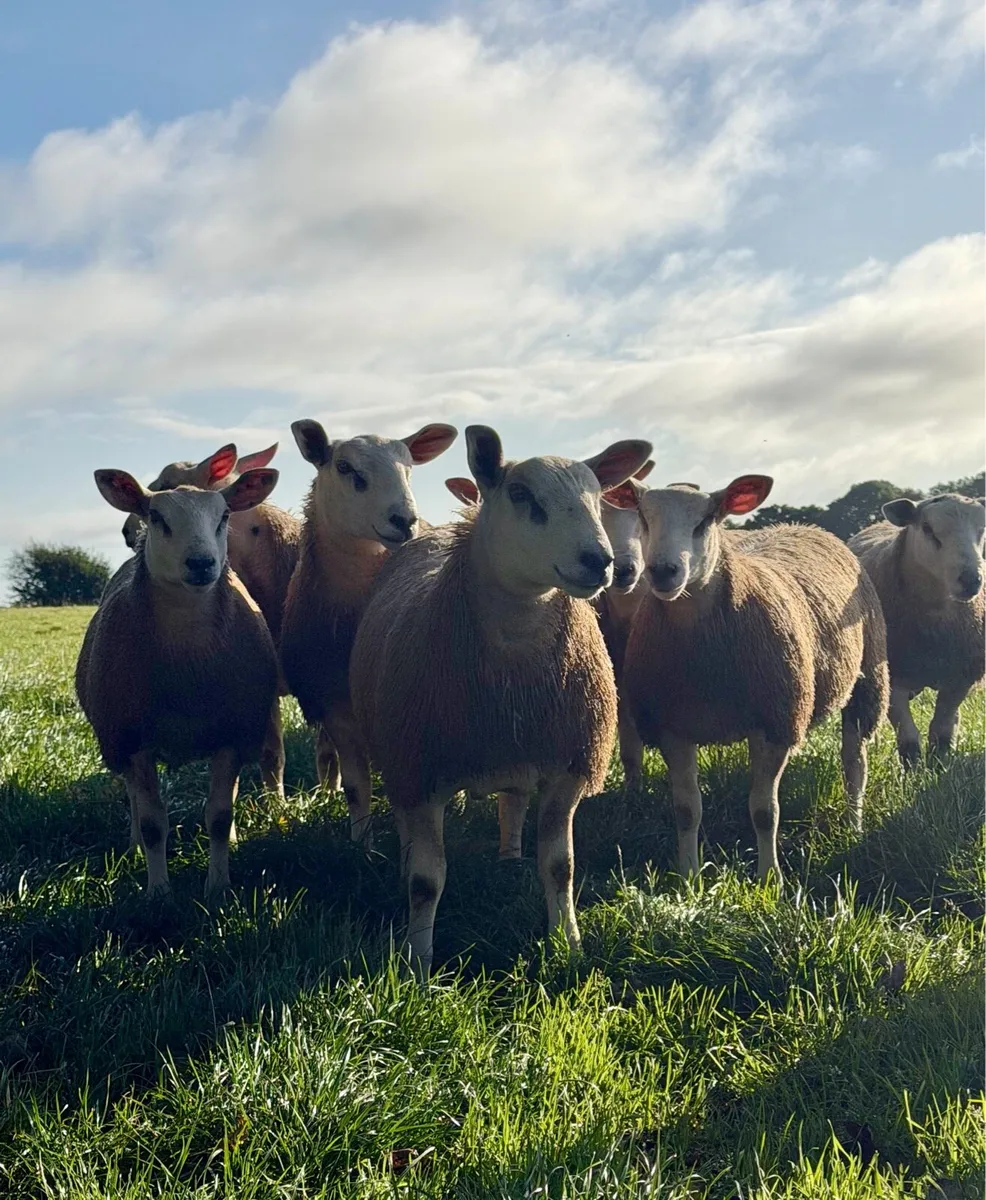 🔥 Aberfield Ram Lambs 🔥 - Image 2