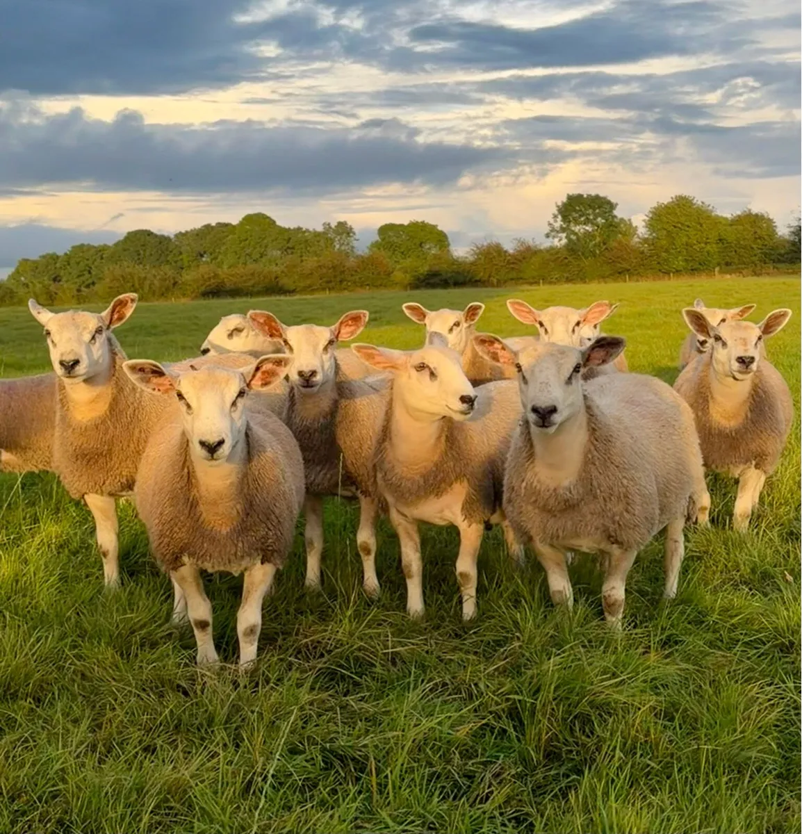 🔥 Aberfield Ram Lambs 🔥 - Image 3
