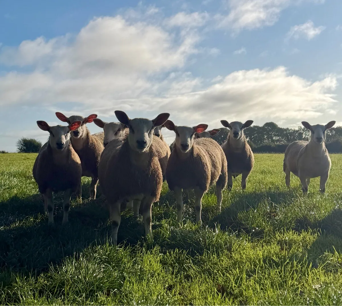 🔥 Aberfield Ram Lambs 🔥 - Image 4