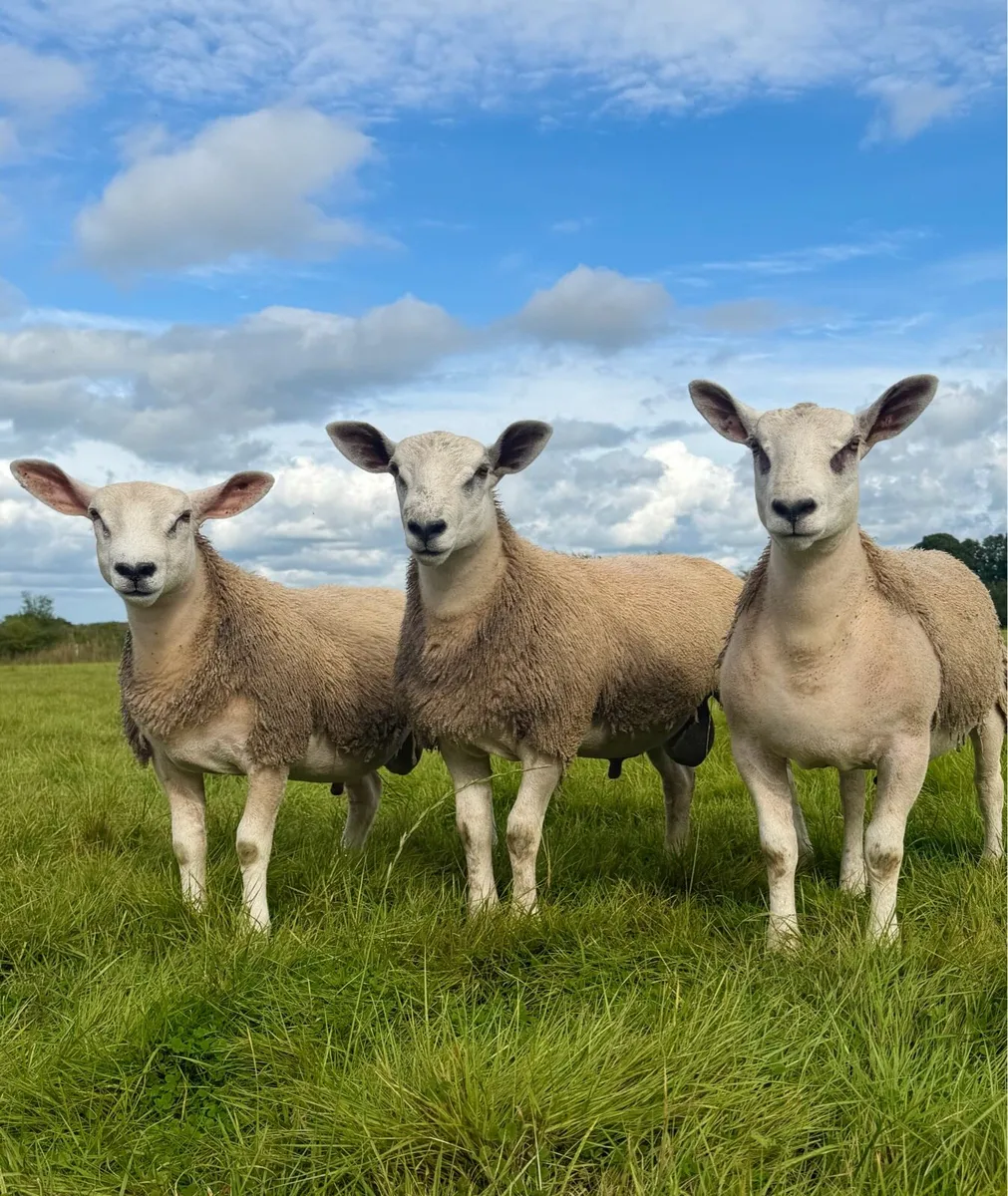 🔥 Aberfield Ram Lambs 🔥 - Image 1