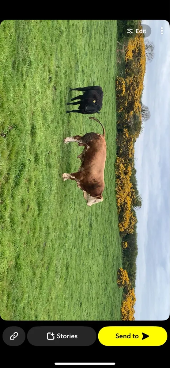 Simmental bull - Image 4