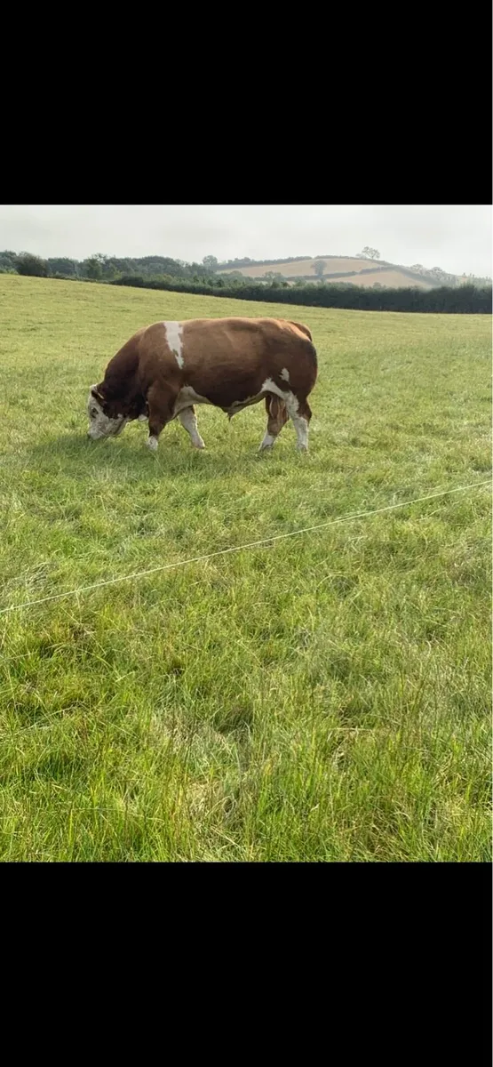 Simmental bull - Image 2