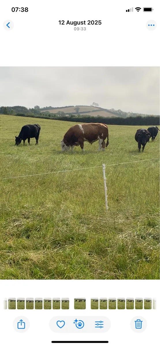 Simmental bull - Image 3