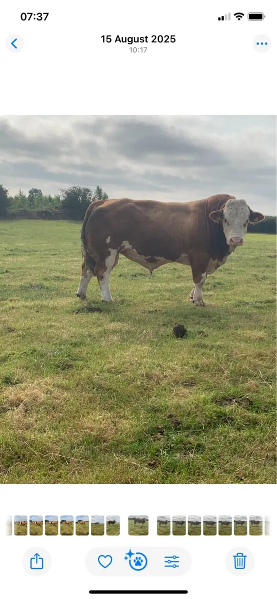 Simmental bull - Image 1