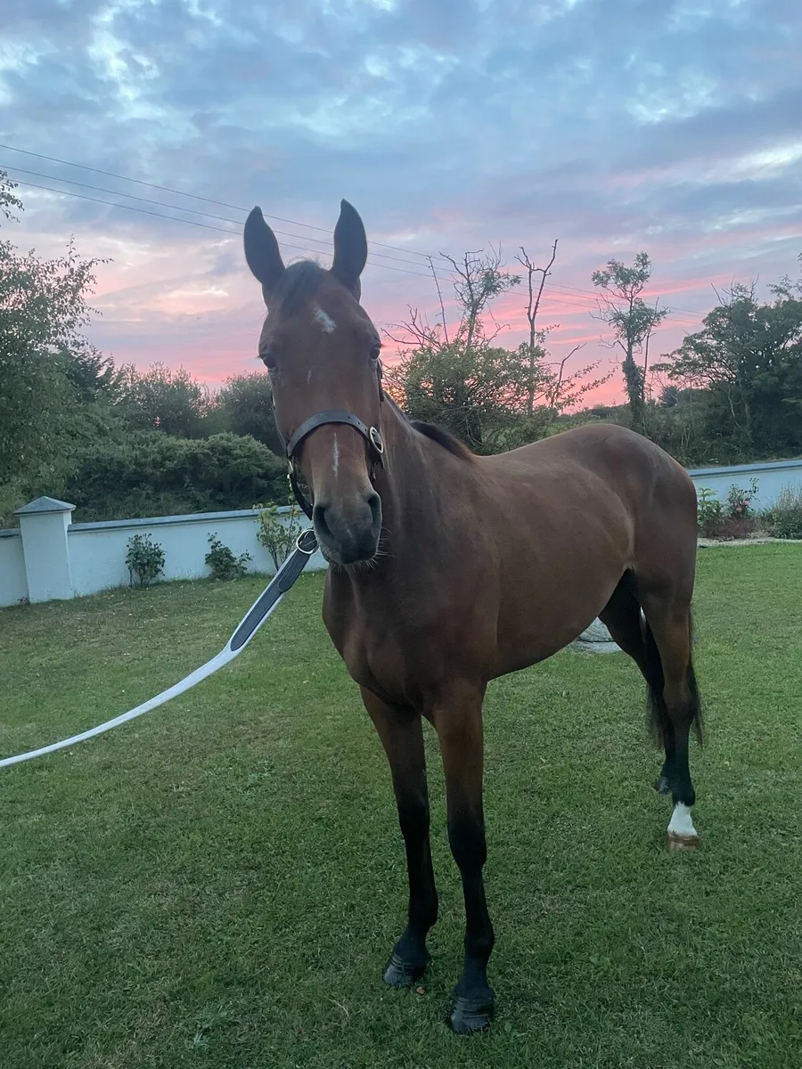 3 year gelding for sale - Image 1