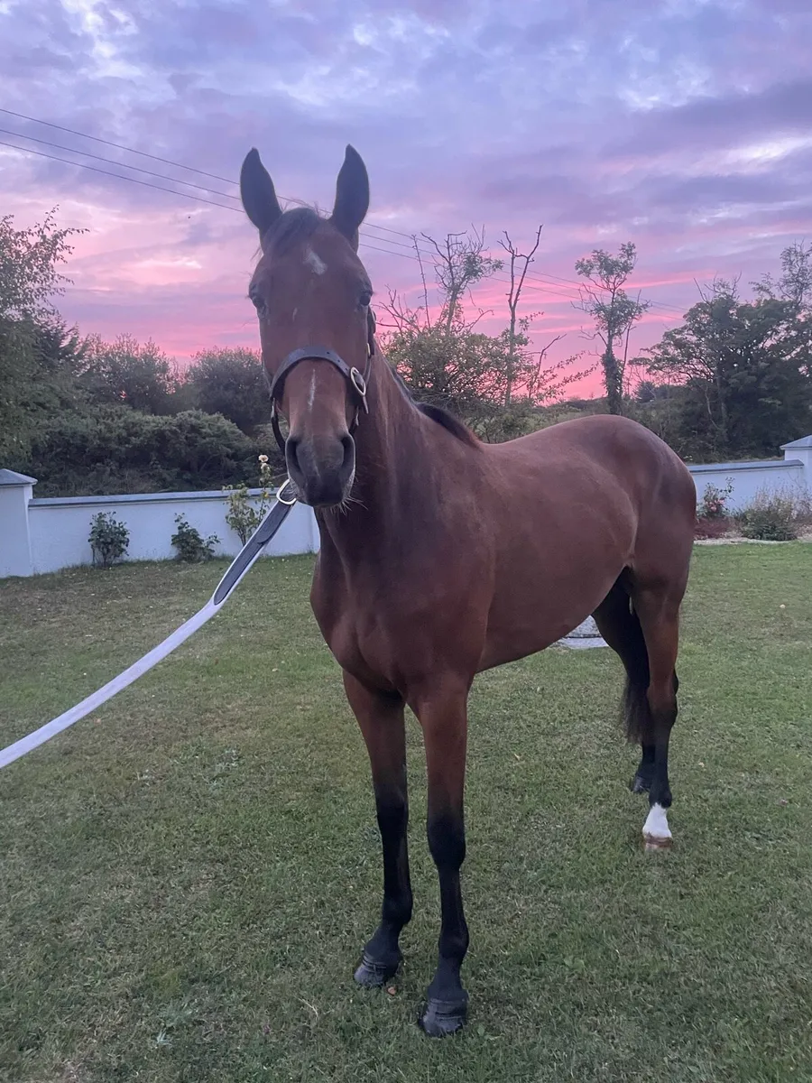 3 year gelding for sale - Image 2