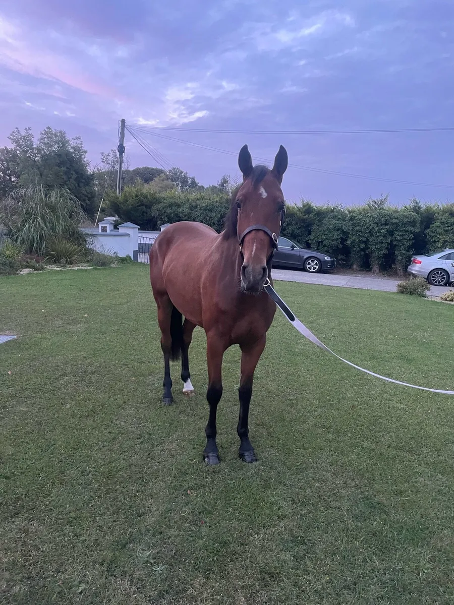 3 year gelding for sale - Image 3
